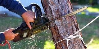 Best Tree Health Inspection  in New Berlinville, PA