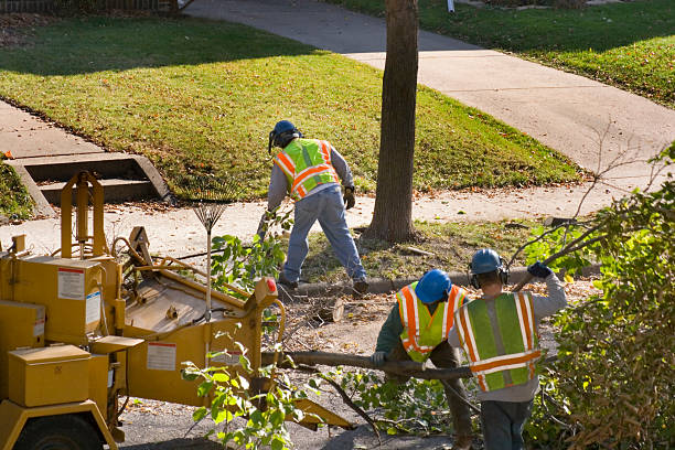 How Our Tree Care Process Works  in  New Berlinville, PA