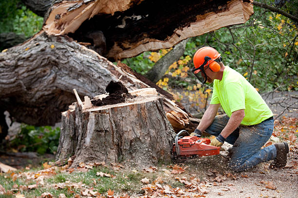 Best Utility Line Clearance  in New Berlinville, PA