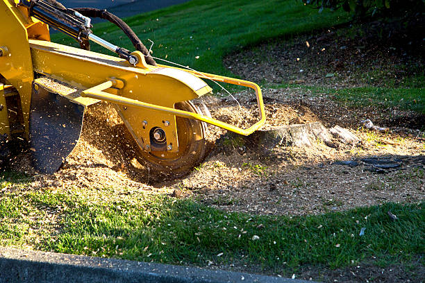 Best Lawn Grading and Leveling  in New Berlinville, PA