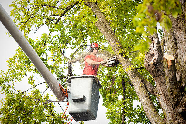 Best Tree Risk Assessment  in New Berlinville, PA